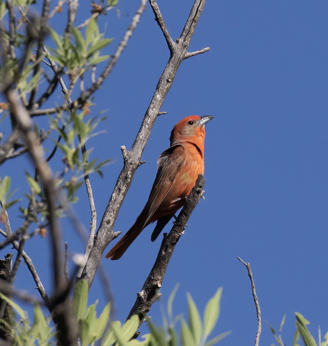 Hepatic Tanager - ML620347390