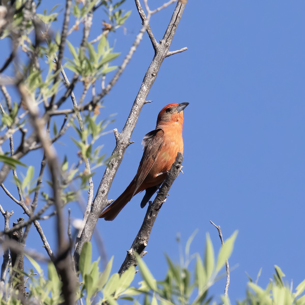 Hepatic Tanager - ML620347391