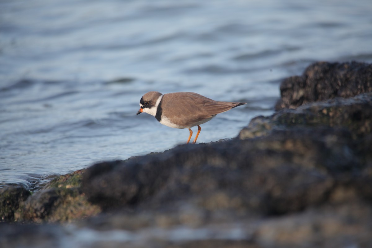 Semipalmated Plover - ML620347393