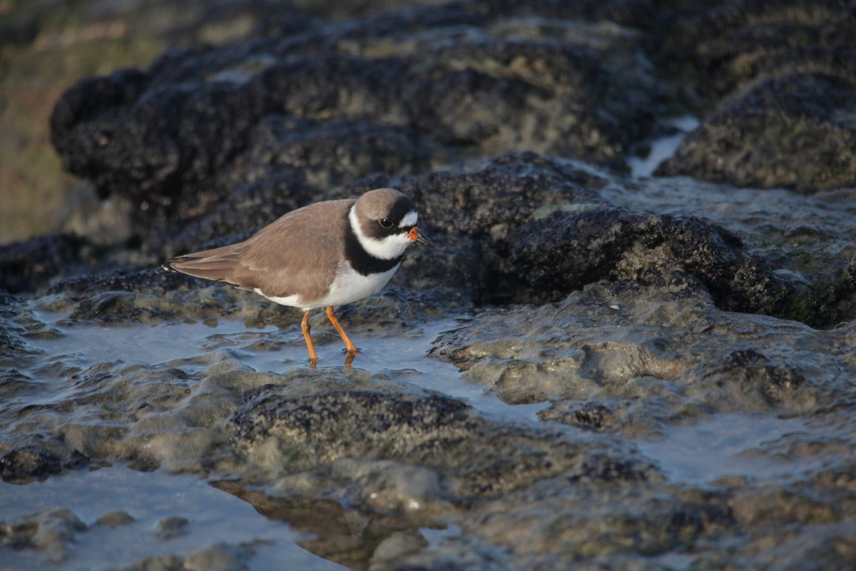 Semipalmated Plover - ML620347394