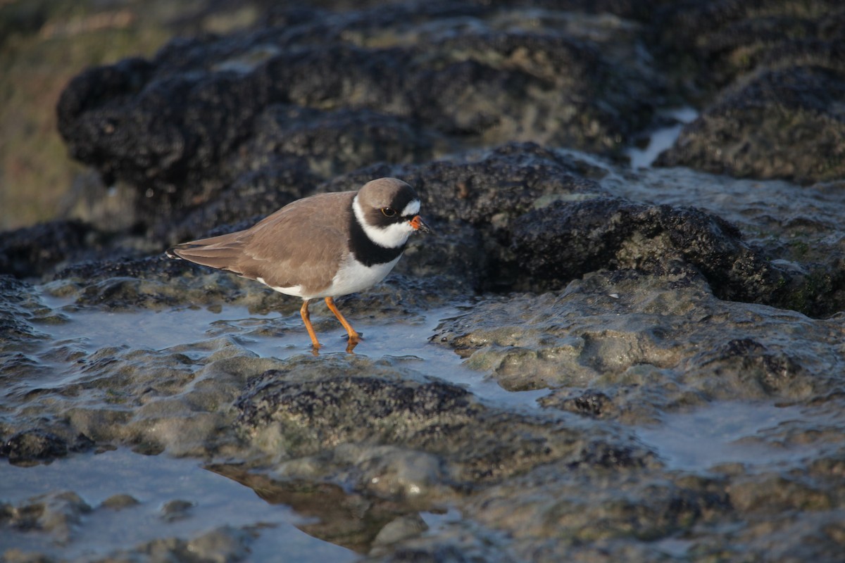 Semipalmated Plover - ML620347395