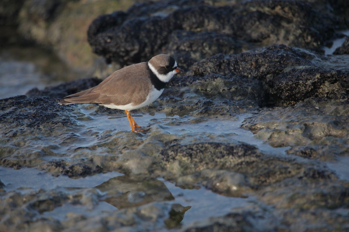 Semipalmated Plover - ML620347396