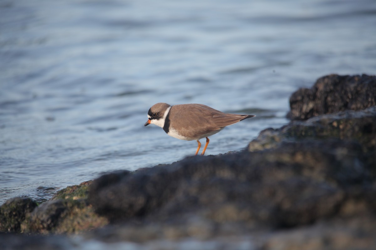 Semipalmated Plover - ML620347399