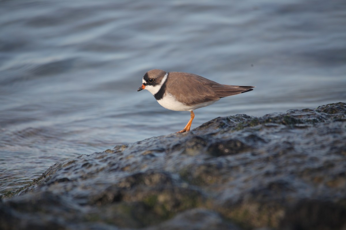 Semipalmated Plover - ML620347400
