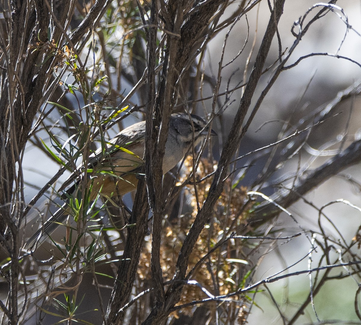 Rufous-sided Warbling Finch - ML620347405