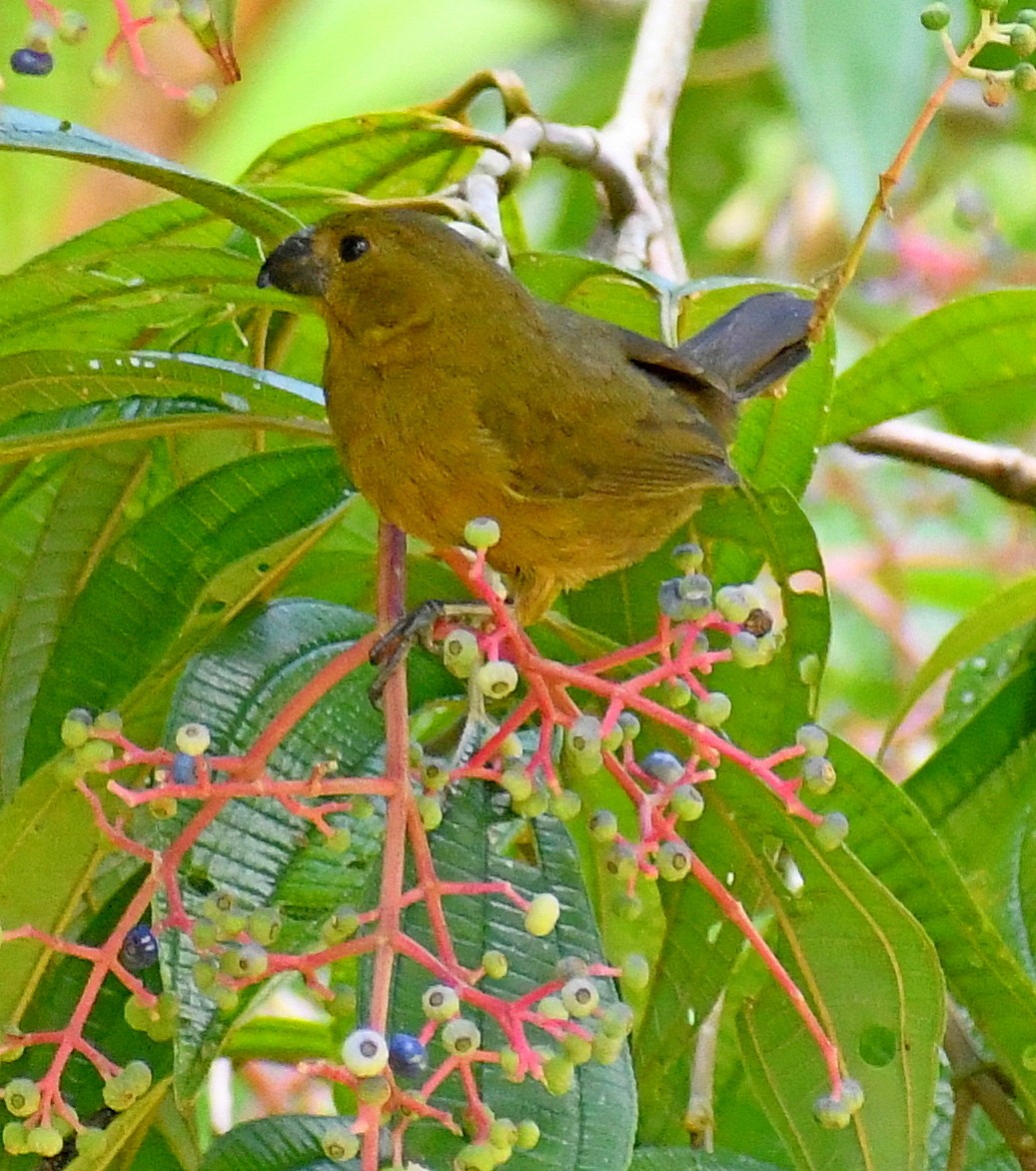 Blue-black Grosbeak - ML620347410