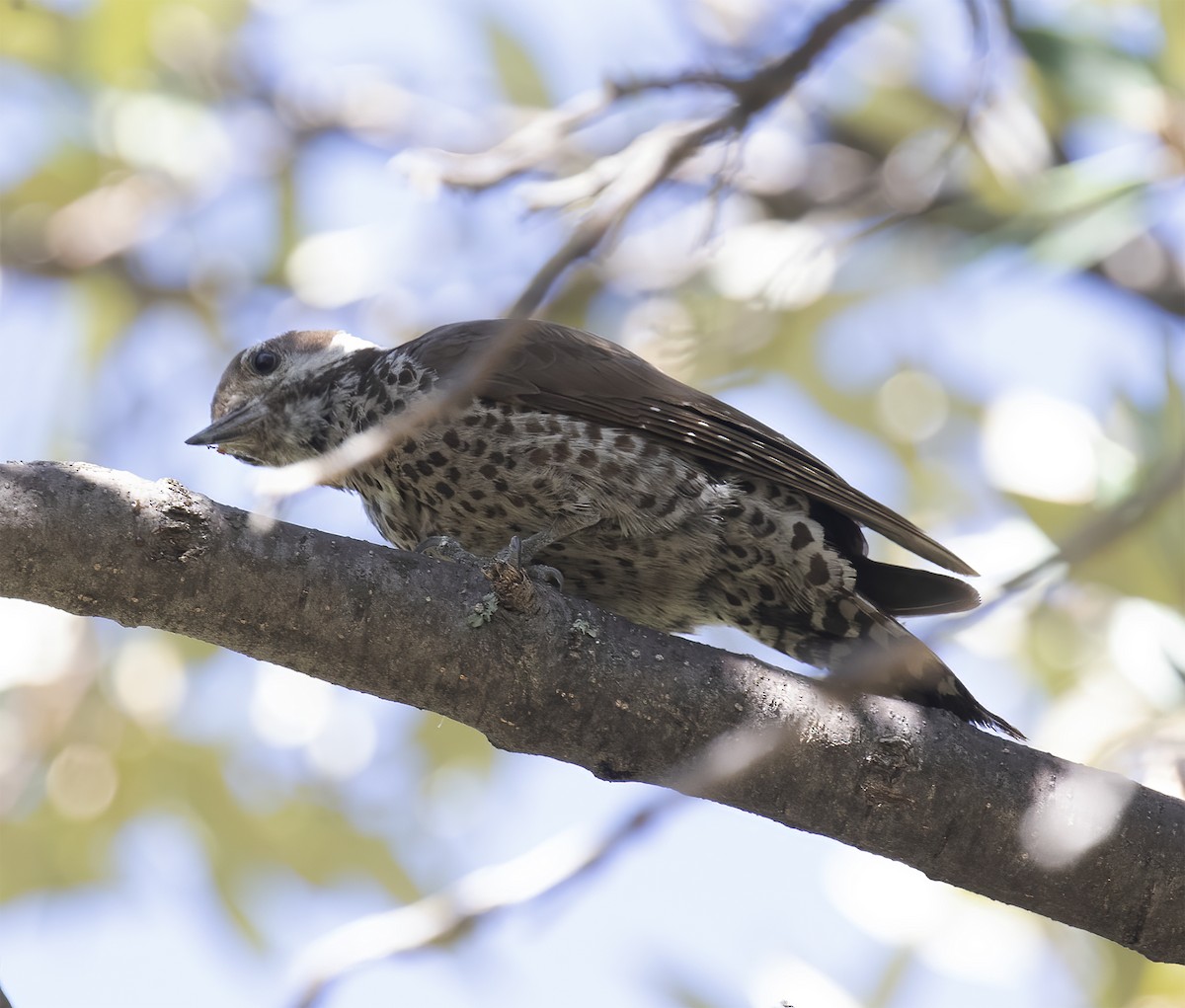 Arizona Woodpecker - ML620347422
