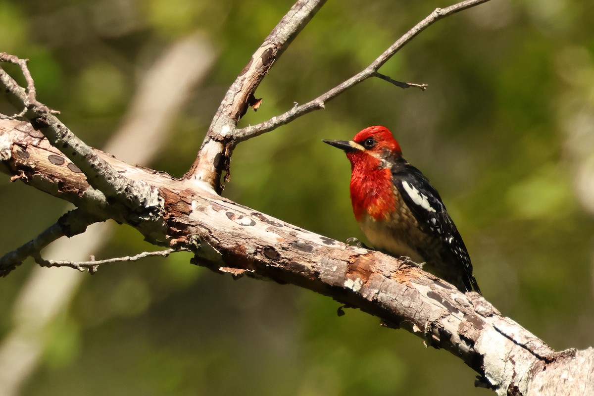 Red-breasted Sapsucker - ML620347426