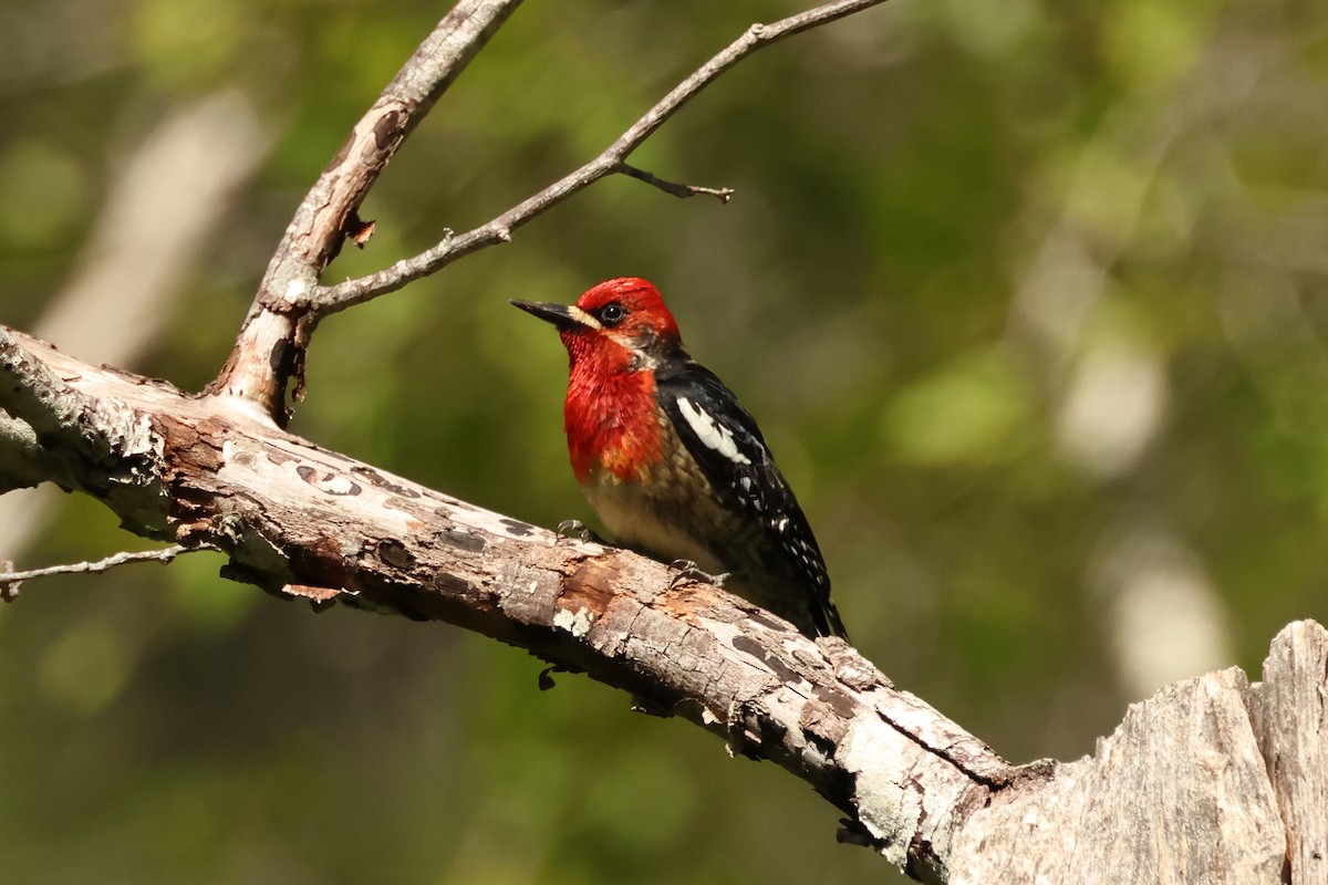 Red-breasted Sapsucker - ML620347428