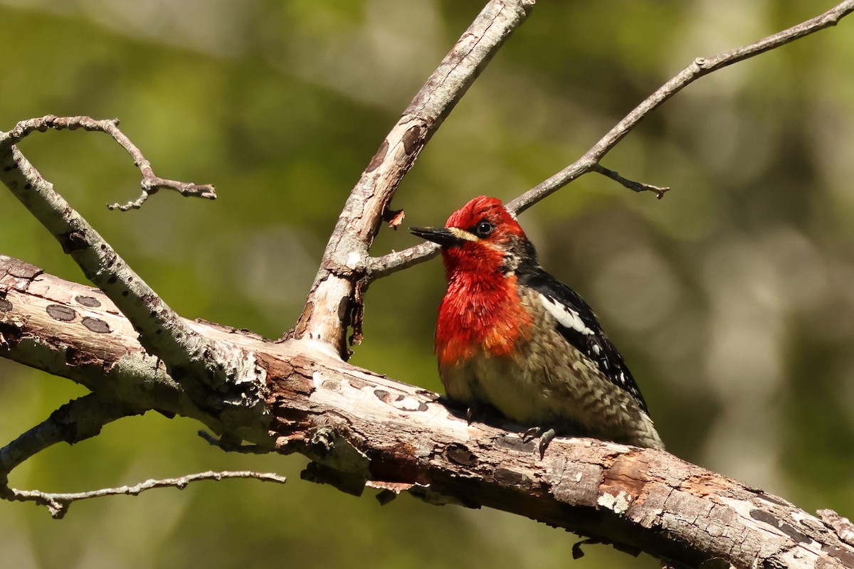 Red-breasted Sapsucker - ML620347429