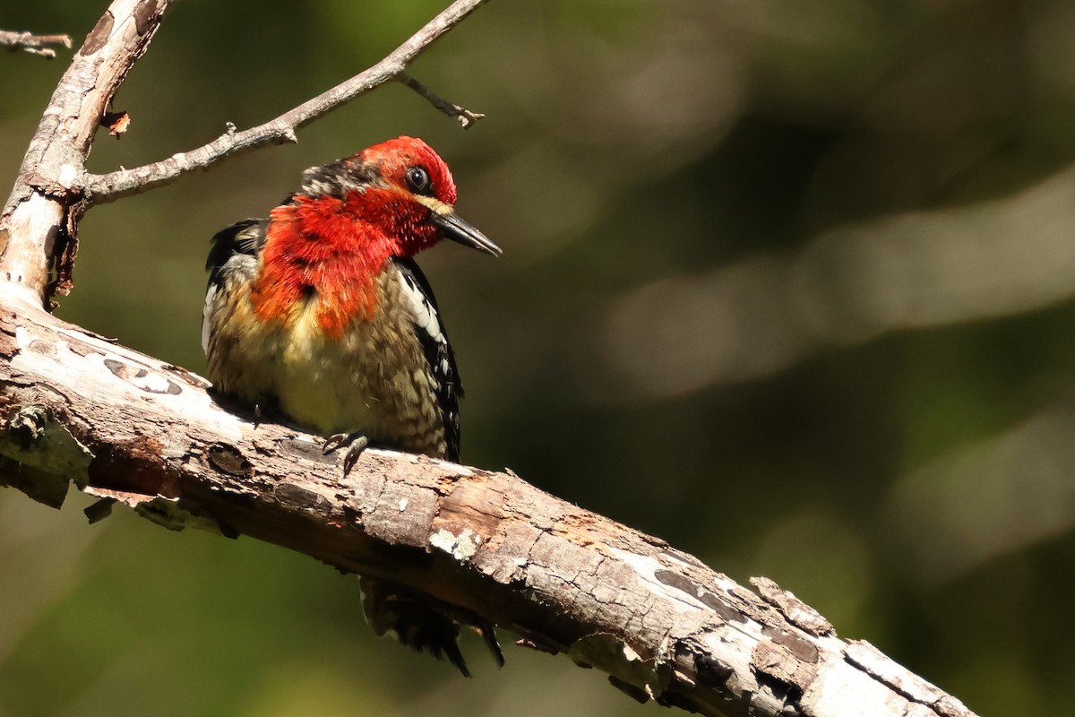 Red-breasted Sapsucker - ML620347430