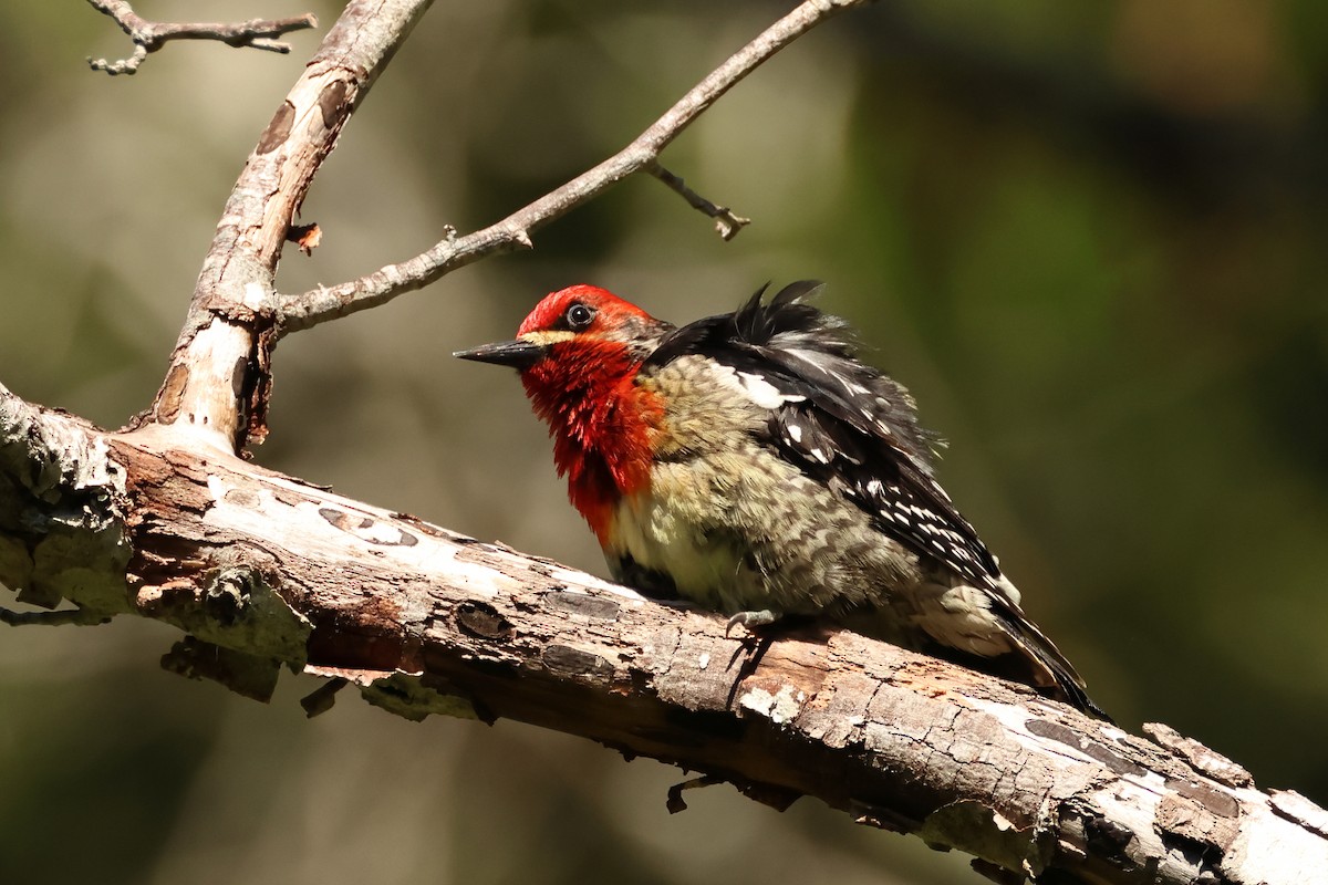 Red-breasted Sapsucker - Serge Rivard