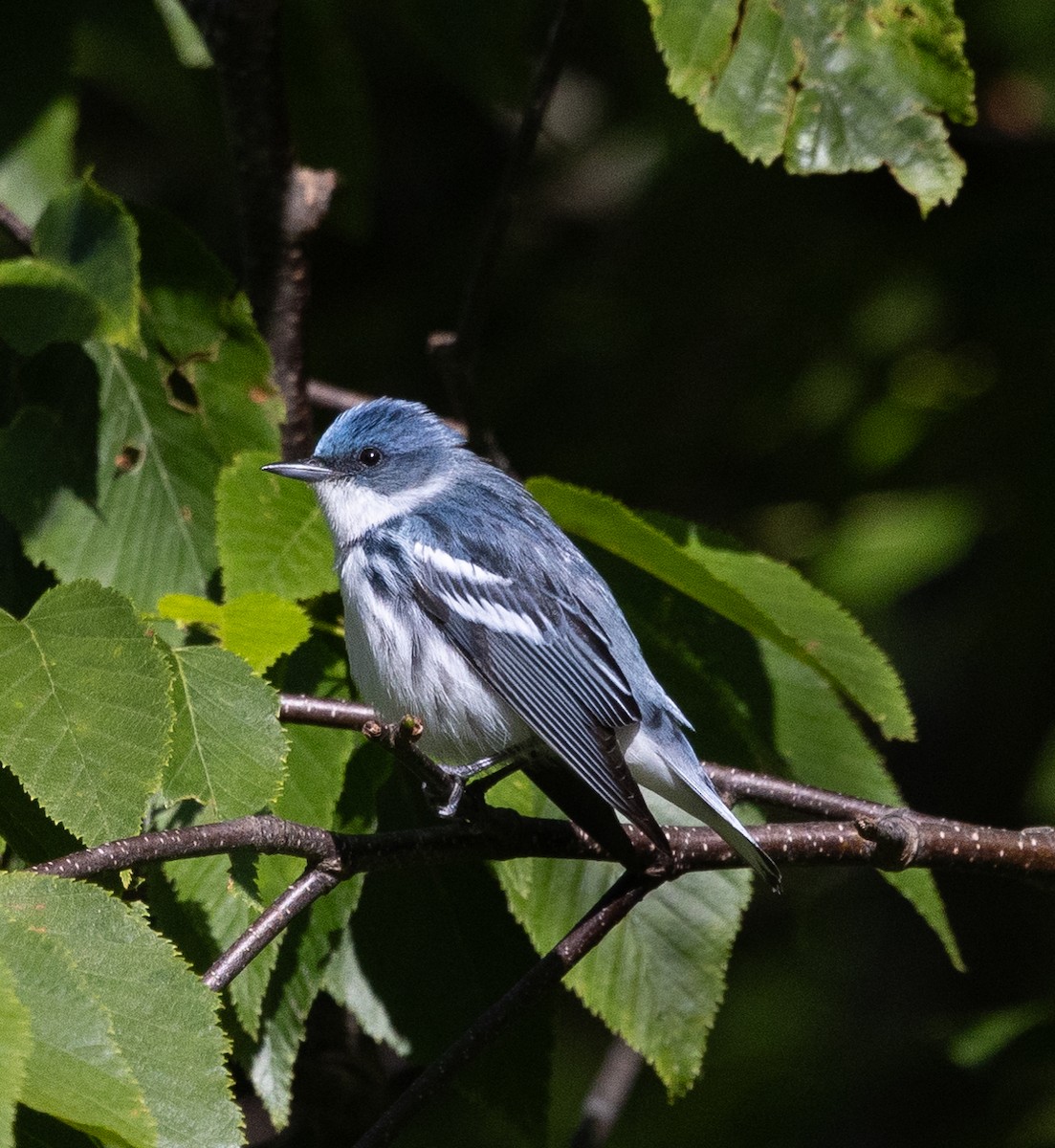 Paruline azurée - ML620347433