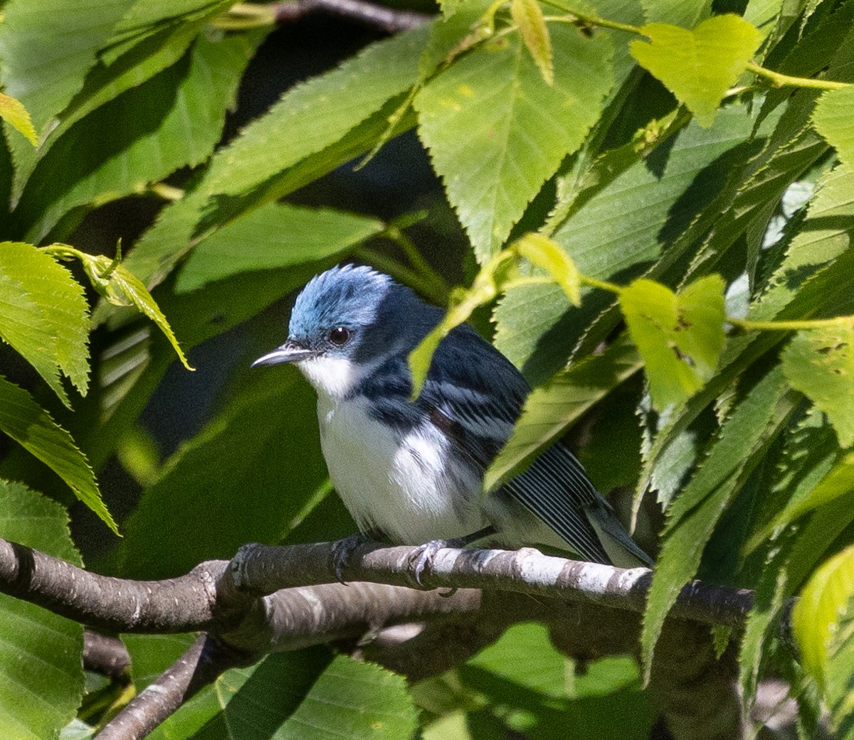 Paruline azurée - ML620347434