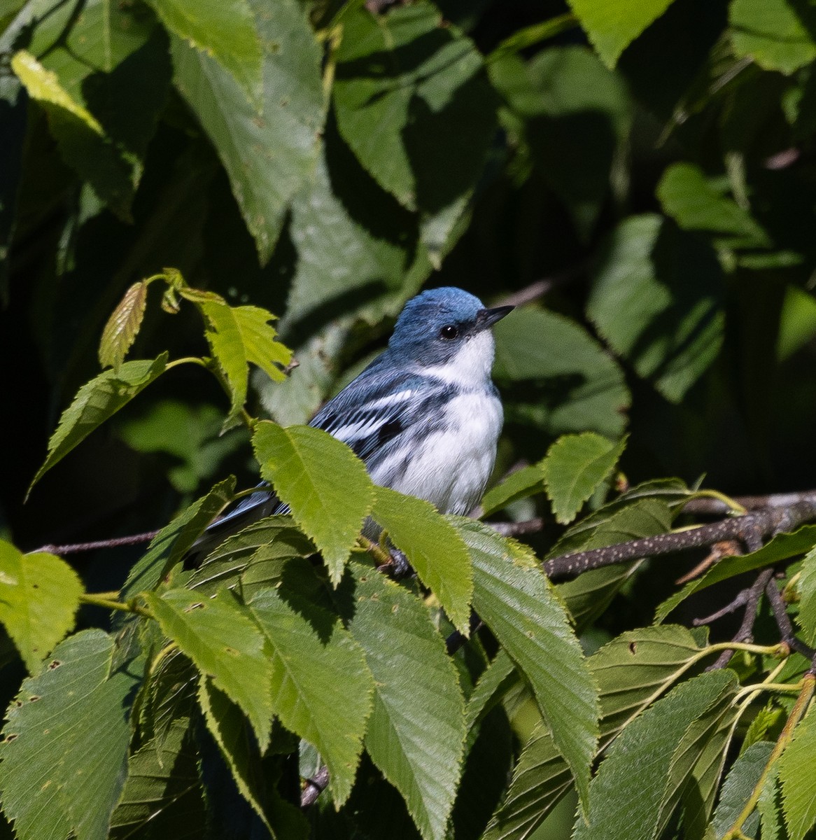 Blauwaldsänger - ML620347436