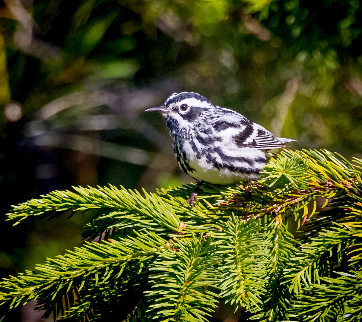 Black-and-white Warbler - ML620347448