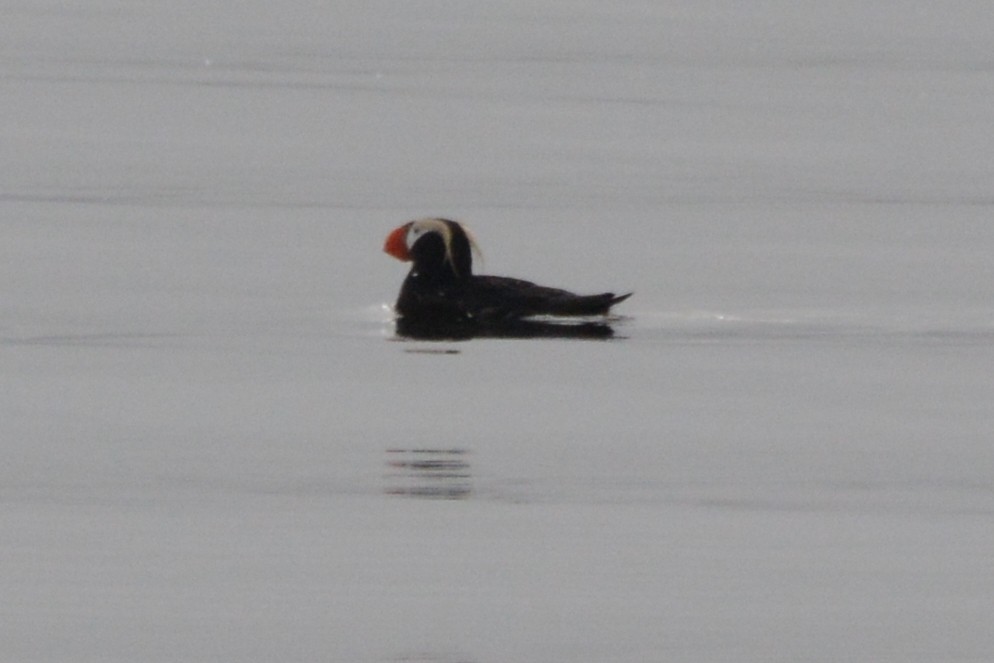 Tufted Puffin - ML620347450
