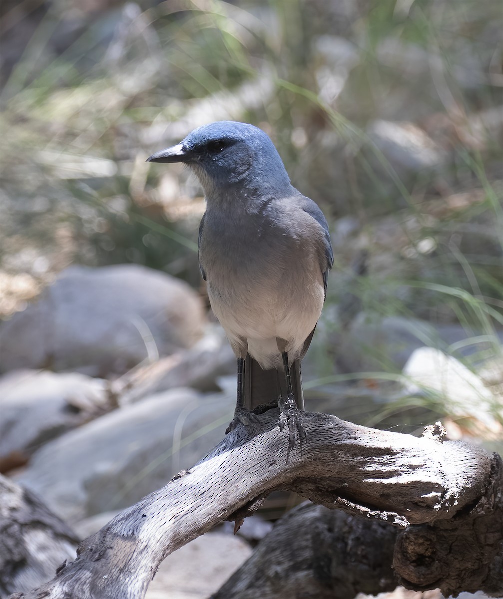 Mexican Jay - ML620347451