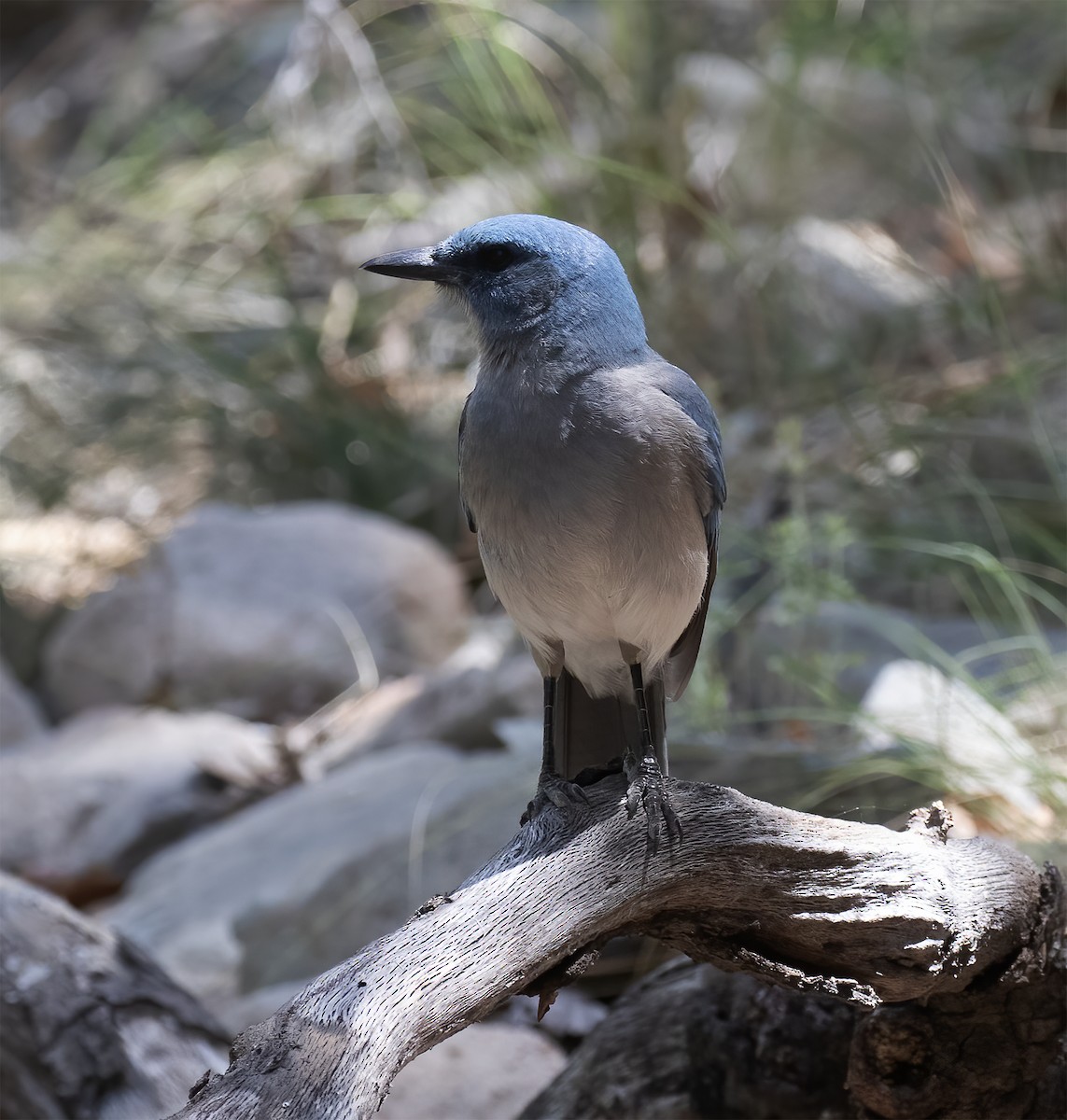 Mexican Jay - ML620347452