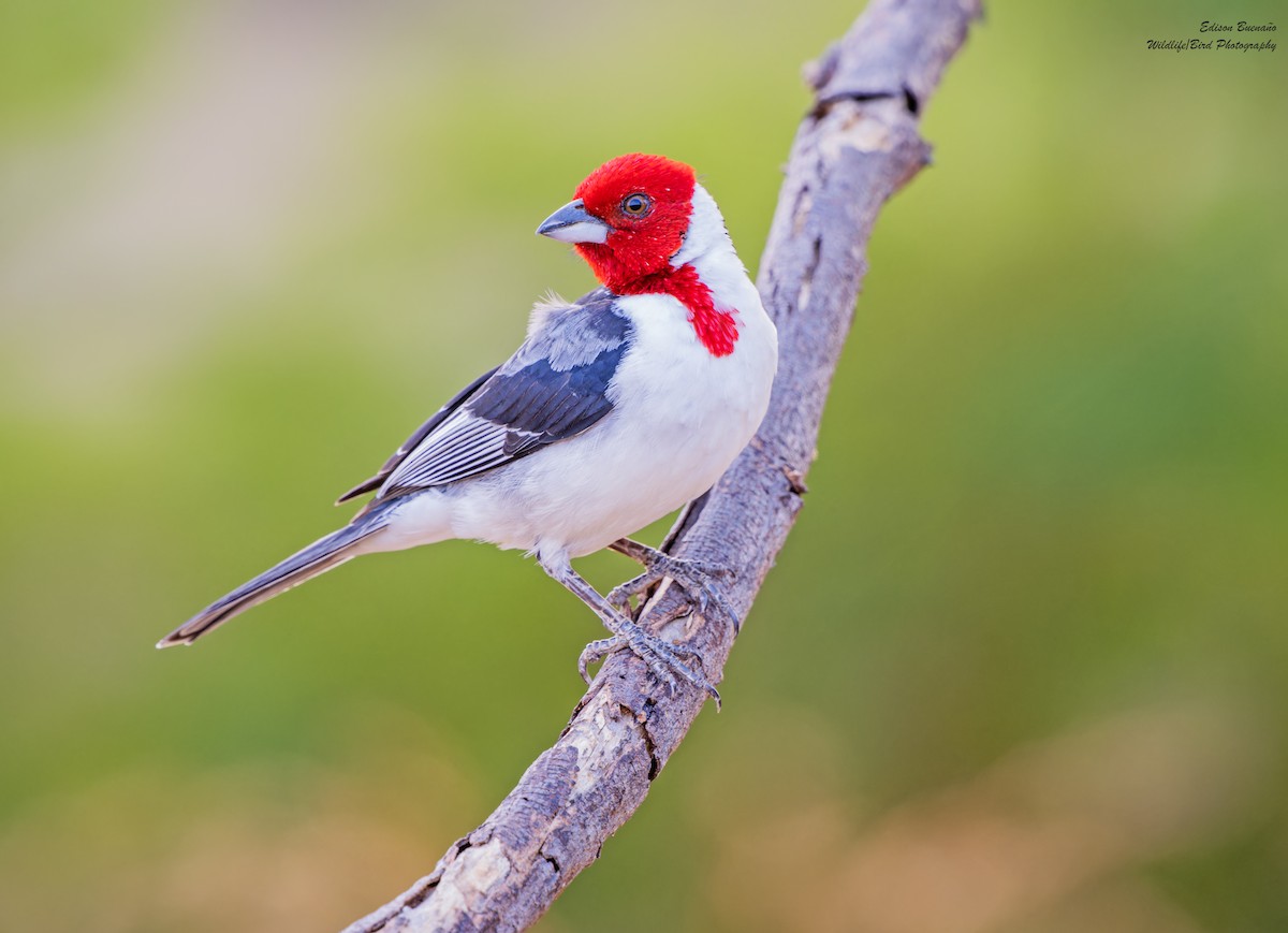 Red-cowled Cardinal - ML620347468