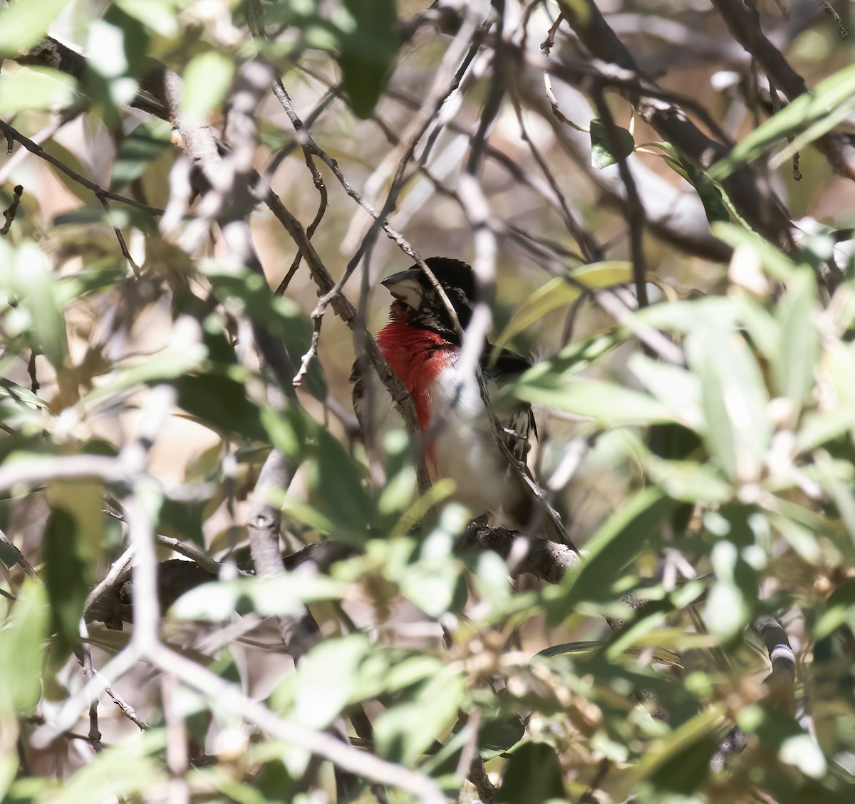 Rose-breasted Grosbeak - ML620347470