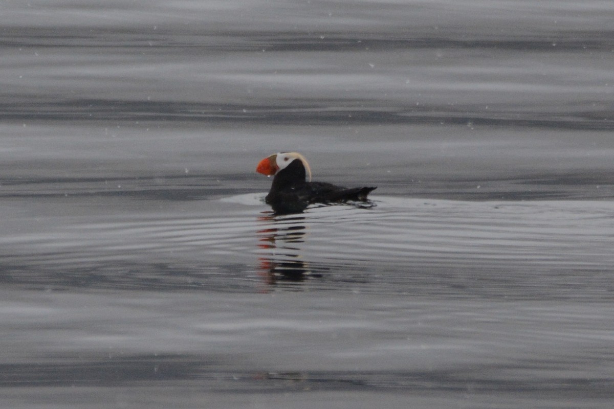Tufted Puffin - ML620347480