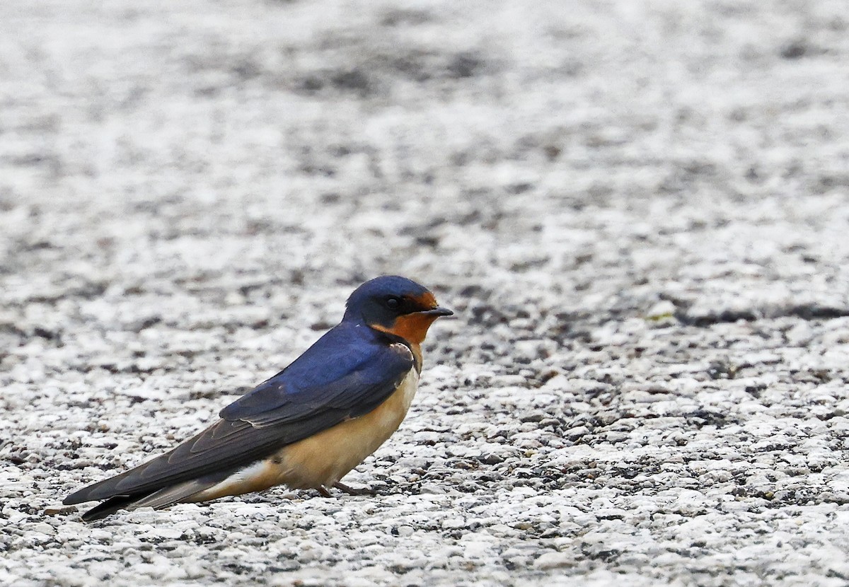 Barn Swallow - ML620347482