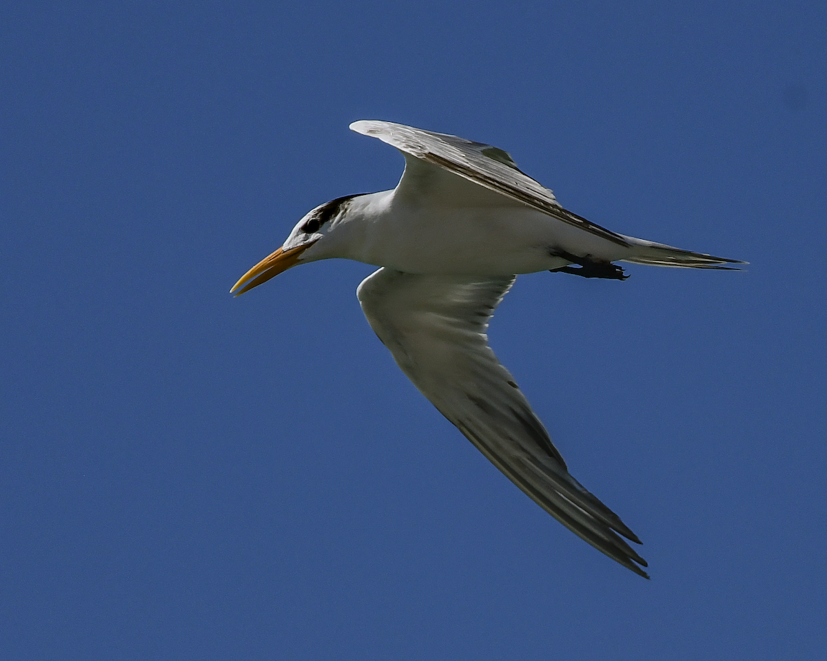 Royal Tern - ML620347488