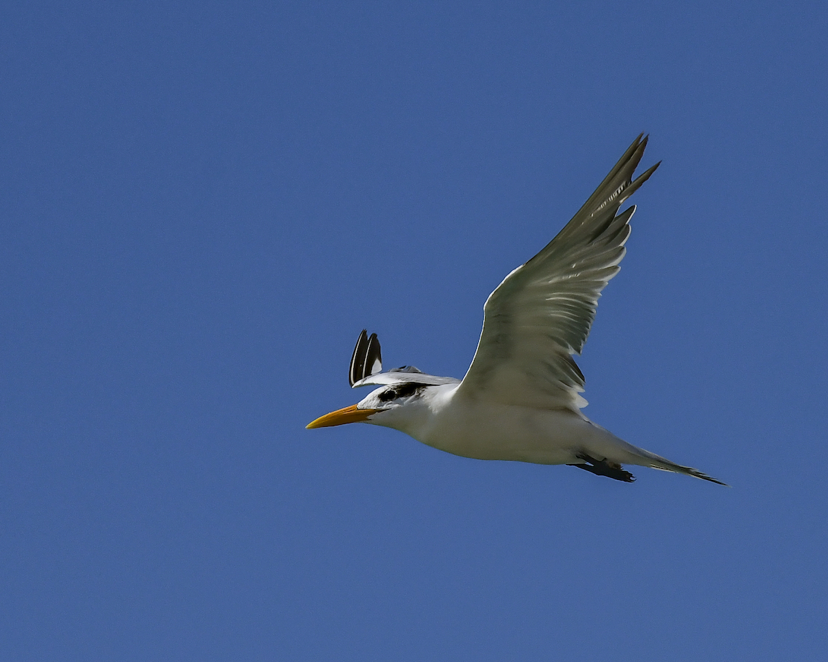 Royal Tern - ML620347490