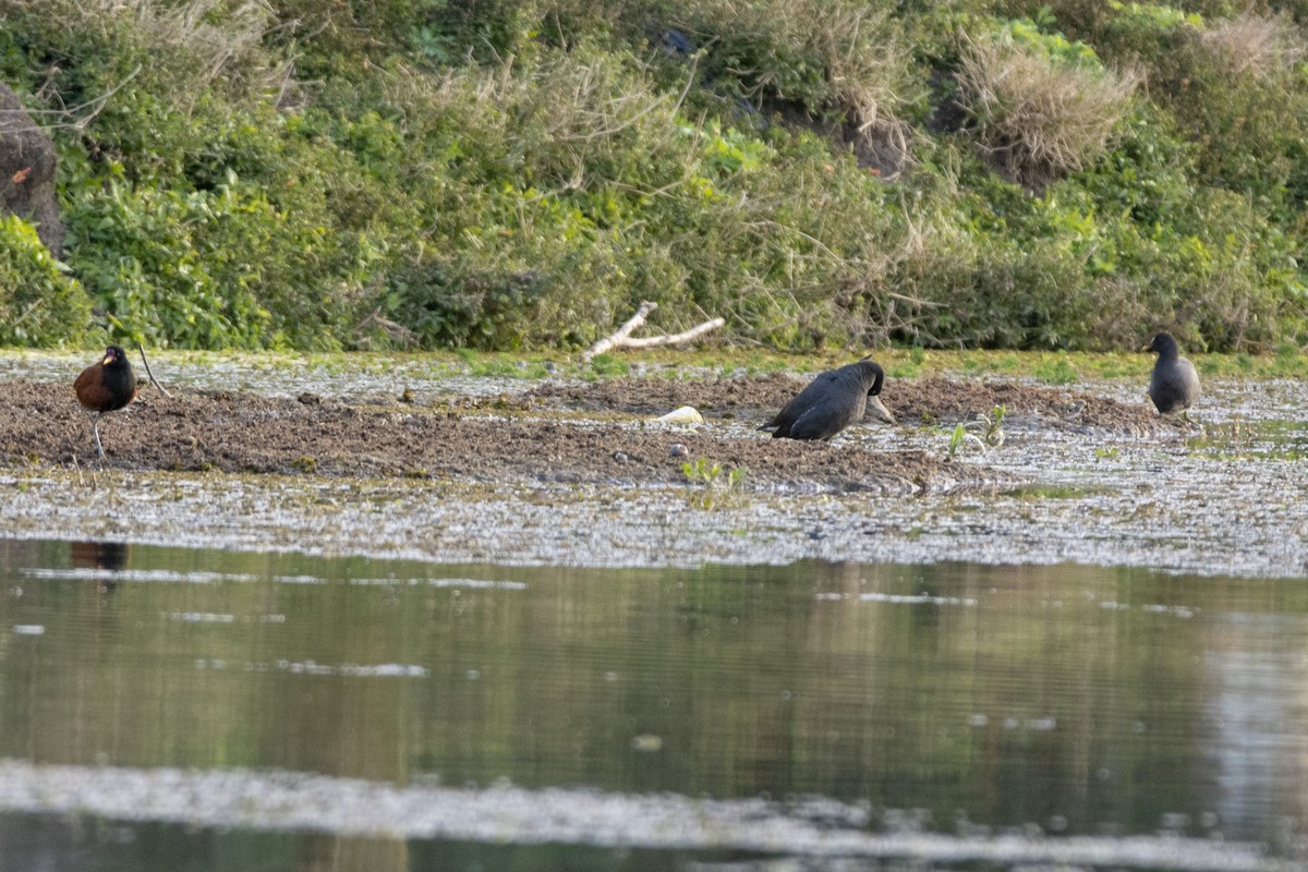 Red-fronted Coot - ML620347512