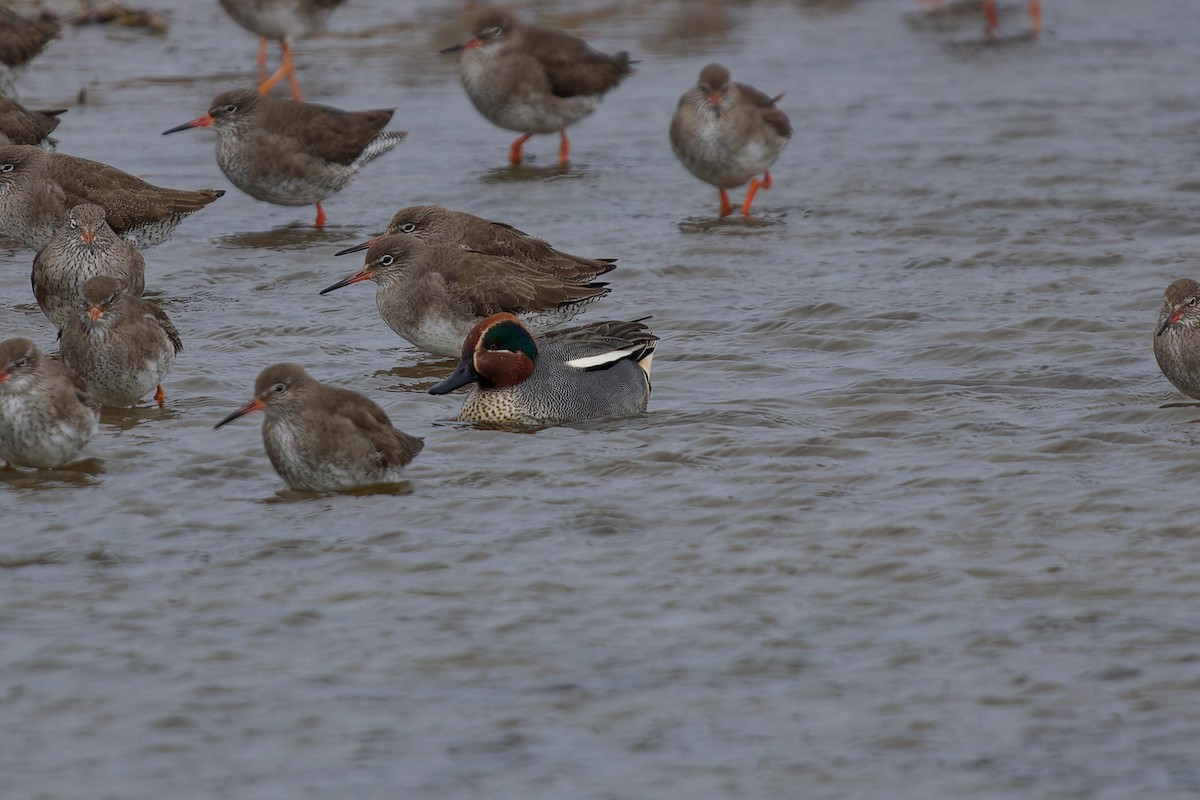 Green-winged Teal - ML620347514
