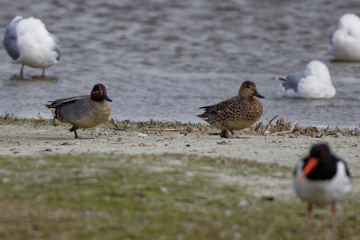 Green-winged Teal - ML620347517