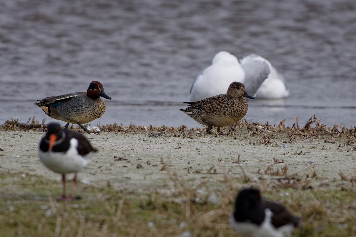Green-winged Teal - ML620347518