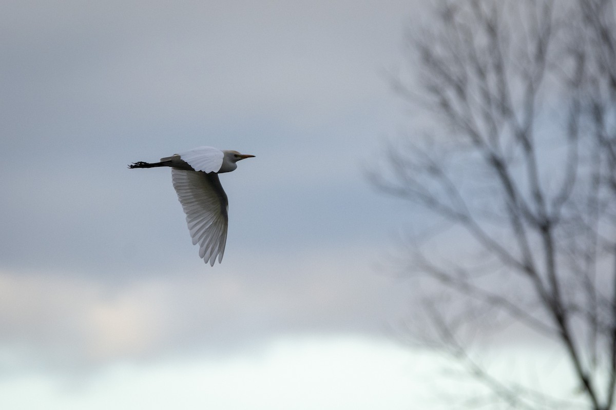 Western Cattle Egret - ML620347525