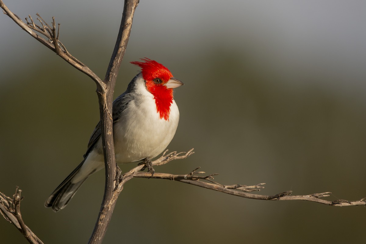 Red-crested Cardinal - ML620347529