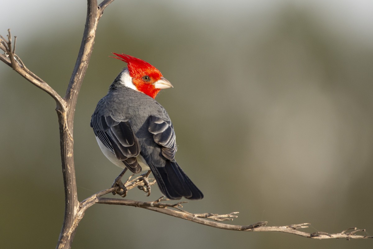 Red-crested Cardinal - ML620347530