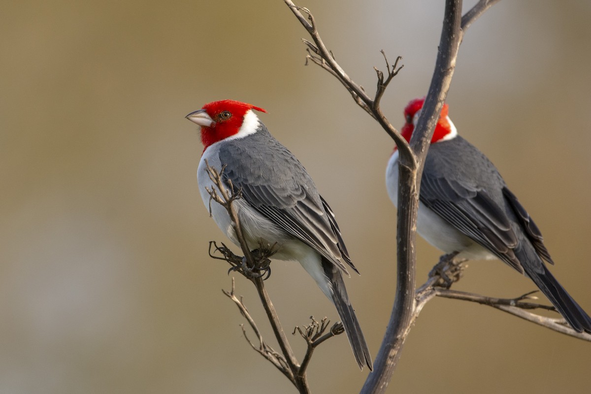 Red-crested Cardinal - ML620347531