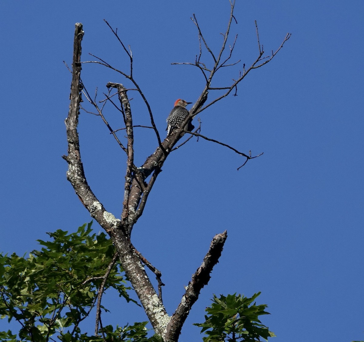 Red-bellied Woodpecker - ML620347533