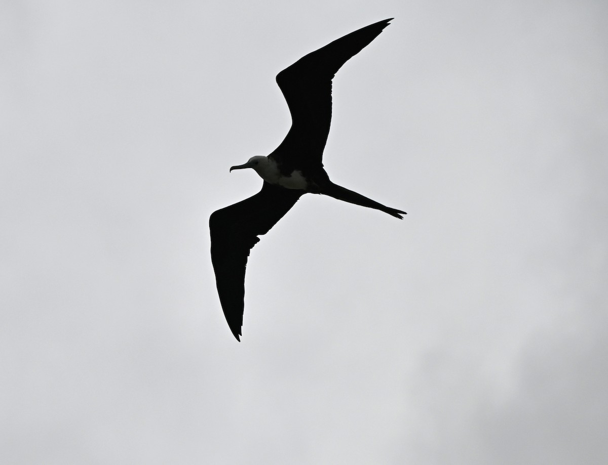 Magnificent Frigatebird - ML620347538