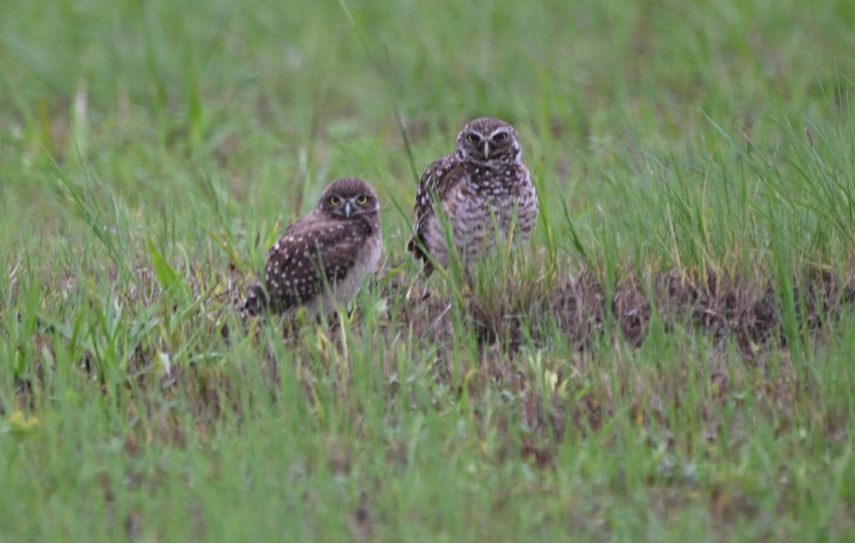 sýček králičí (ssp. floridana) - ML620347559