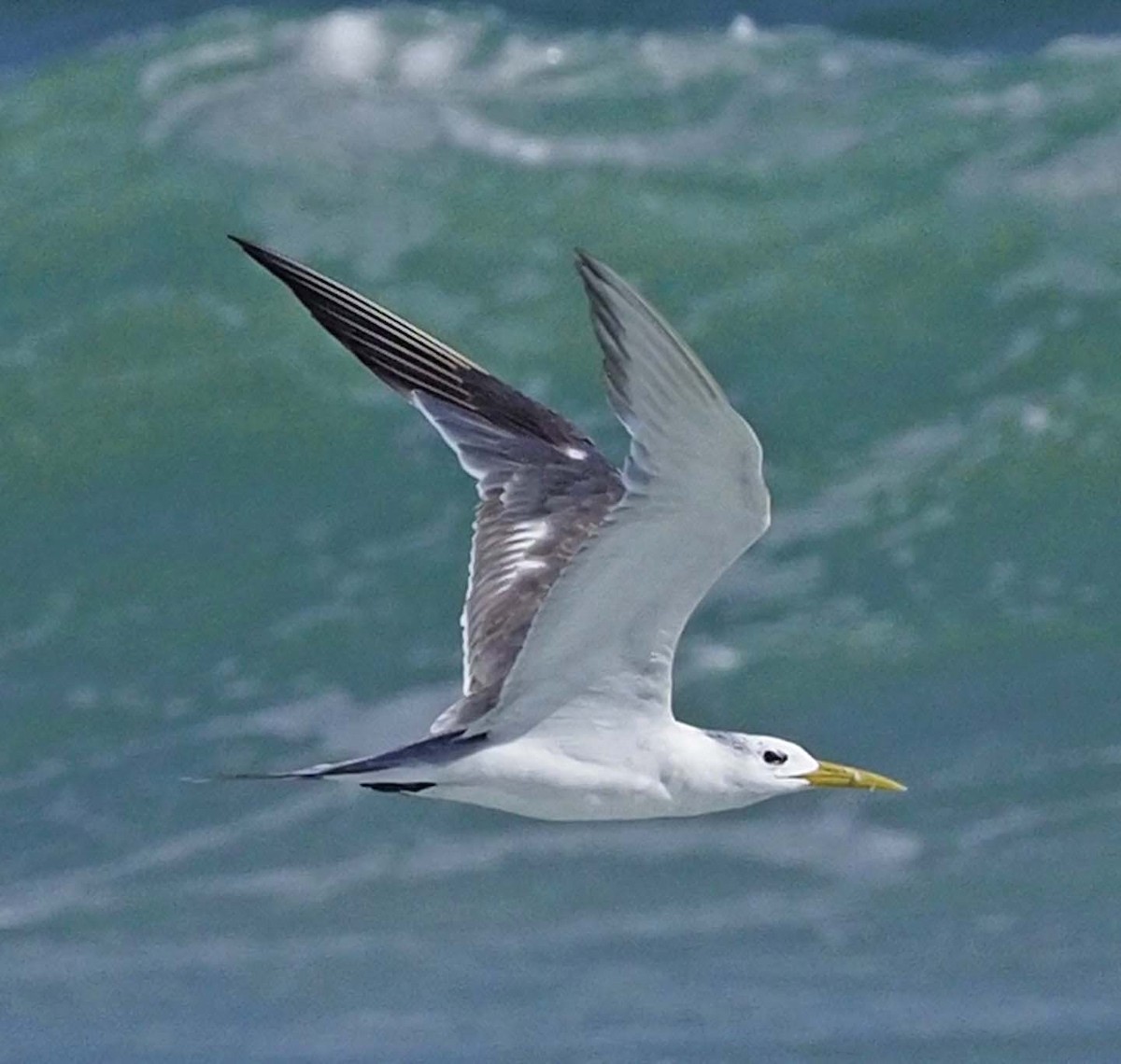 Great Crested Tern - ML620347566