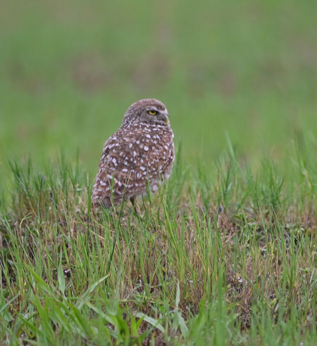 Burrowing Owl (Florida) - ML620347567