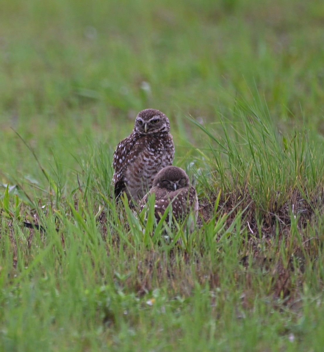 Burrowing Owl (Florida) - ML620347573