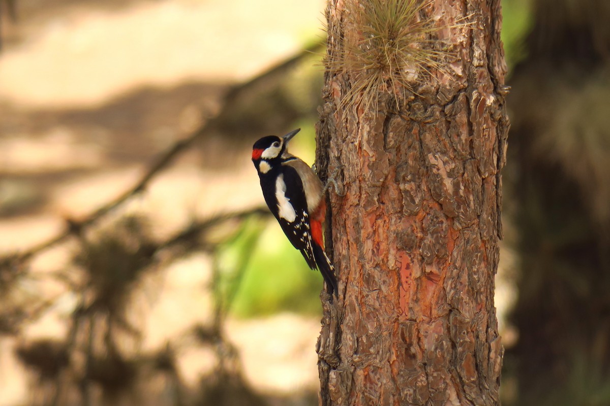 Great Spotted Woodpecker (Canarian) - ML620347574