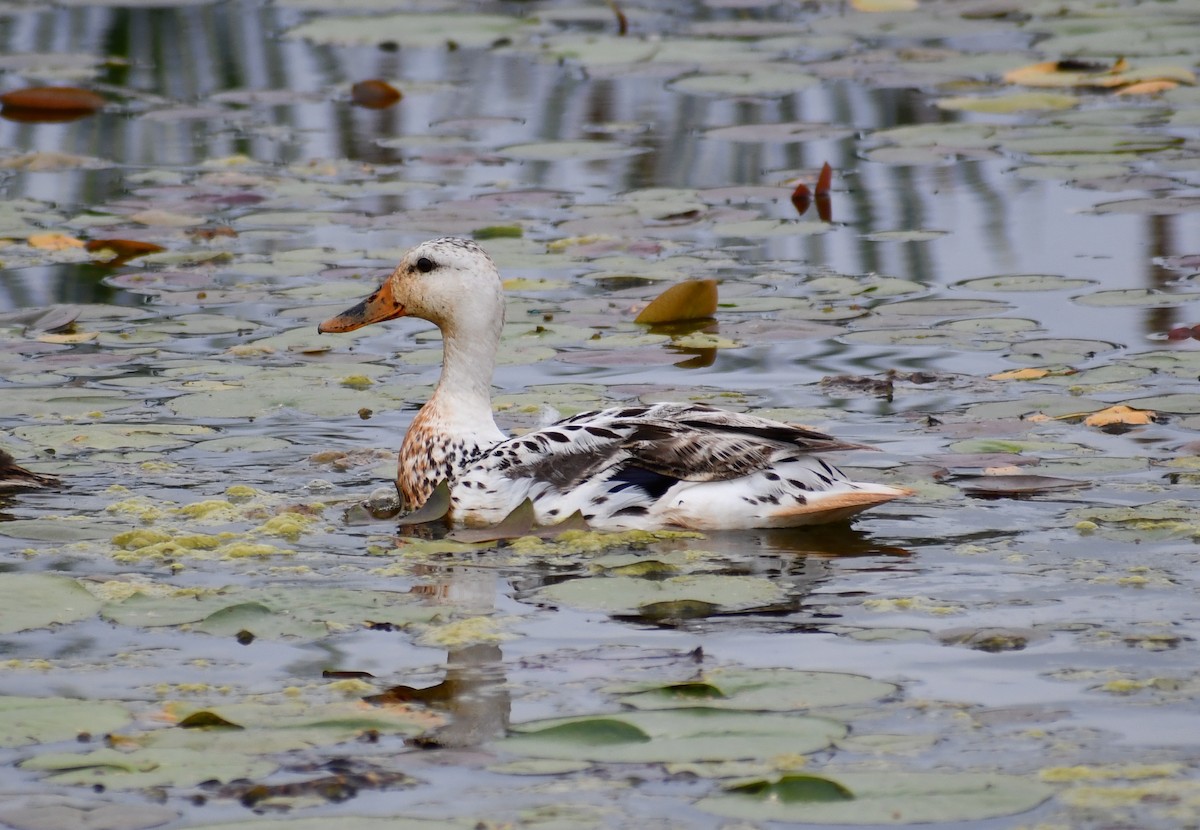 Canard colvert - ML620347590