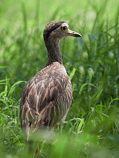 Double-striped Thick-knee - ML620347615