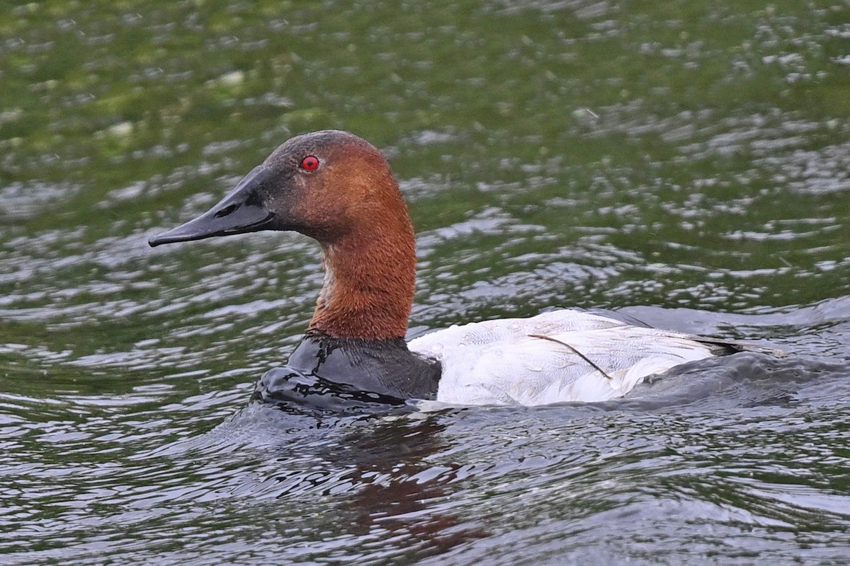 Canvasback - ML620347626