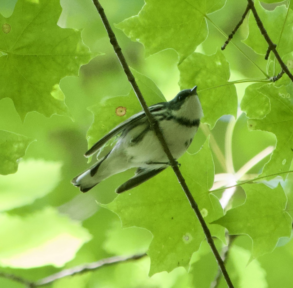 Cerulean Warbler - ML620347634