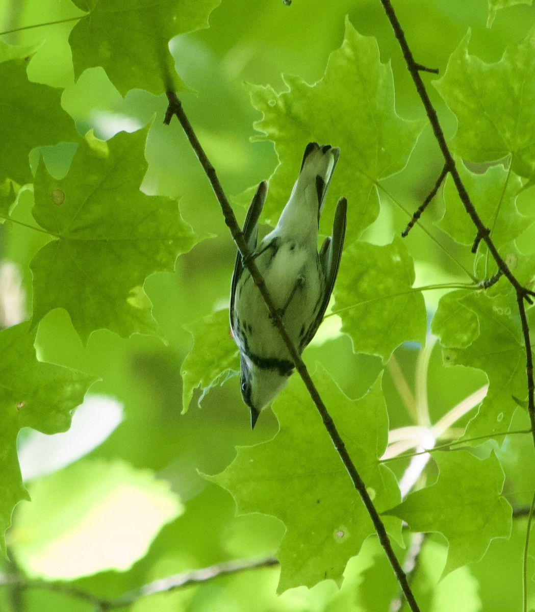 Blauwaldsänger - ML620347636