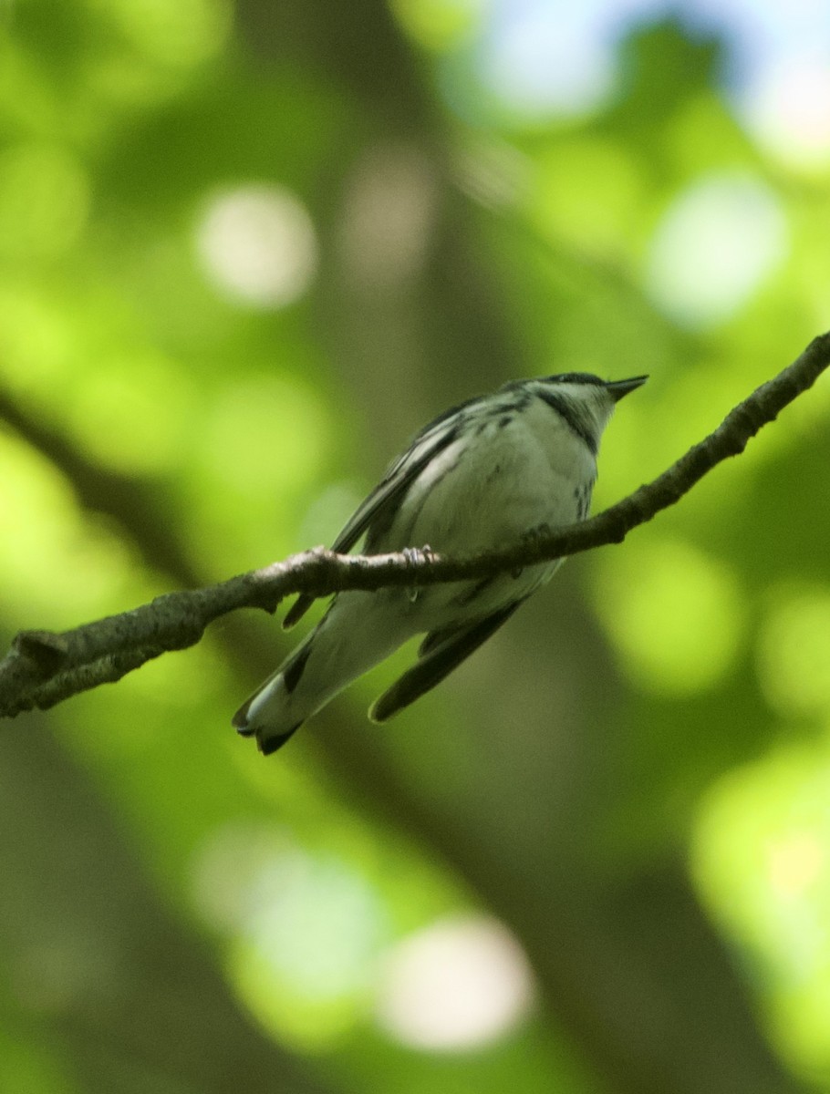 Paruline azurée - ML620347637